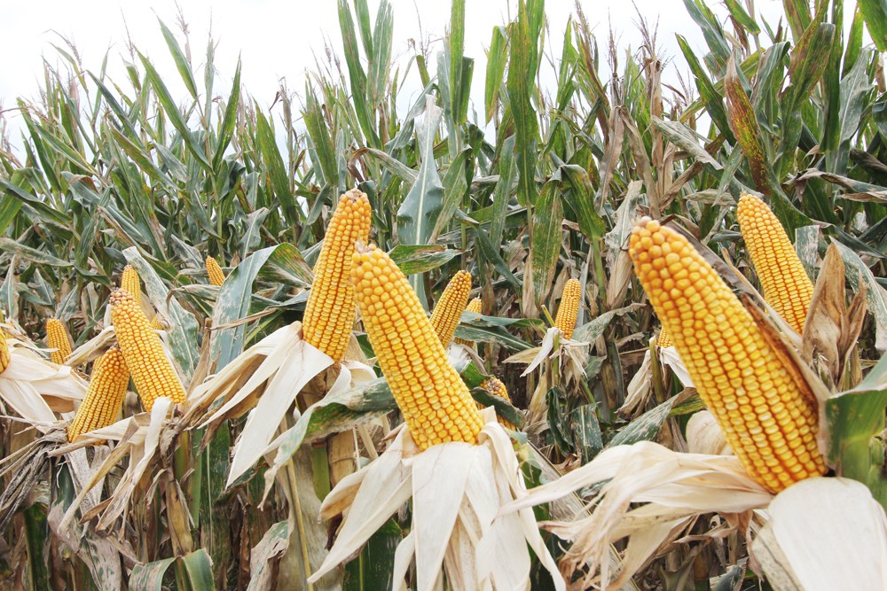 1632120059490279.jpg 图片关键词