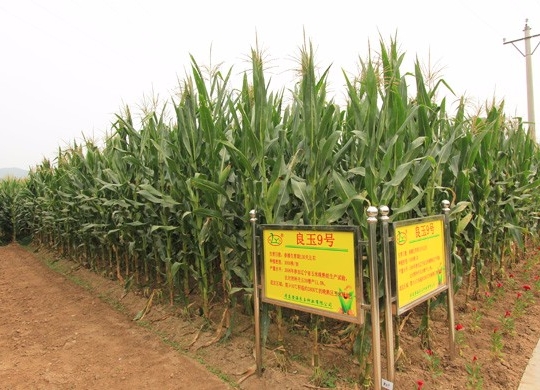 玉米繁育基地