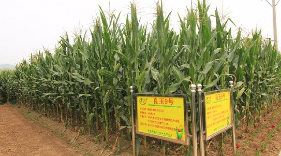 玉米繁育基地