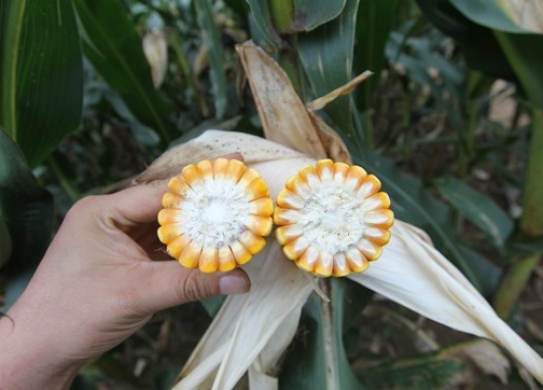 DL1708（暂定代号）