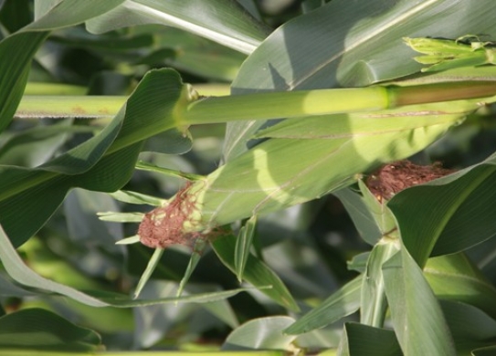 DL1505（暂定代号）