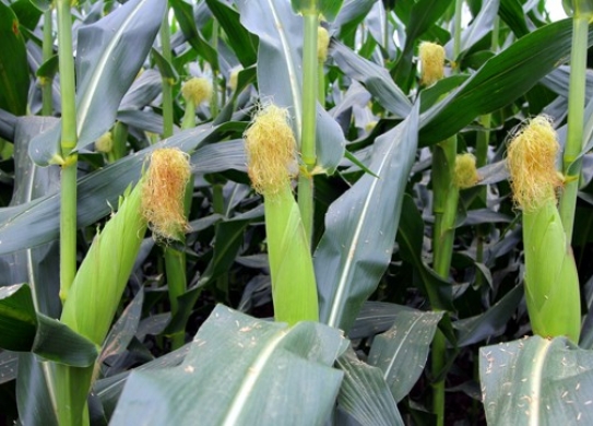 DF17（暂定代号）