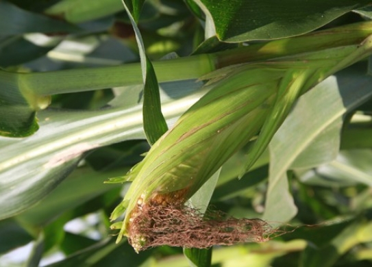 DL1814（暂定代号）