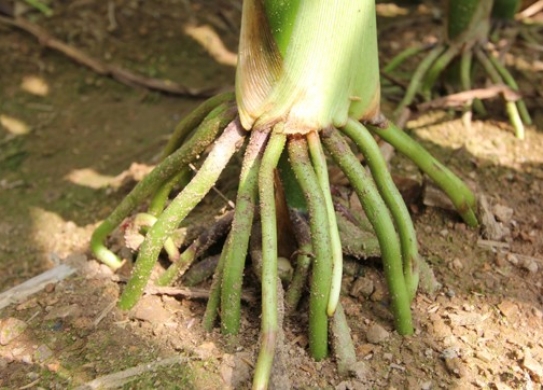 雷育886（暂定名）