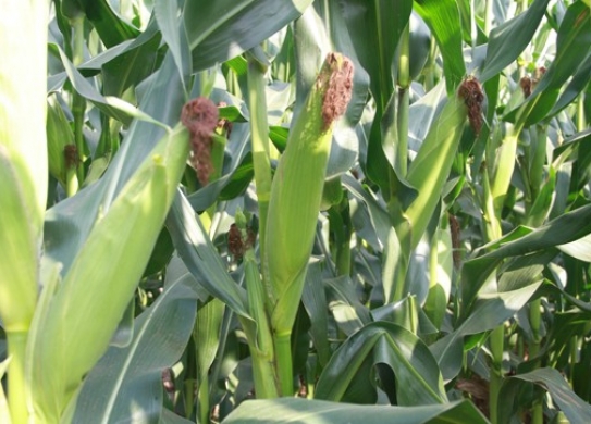 DL1506（暂定代号）