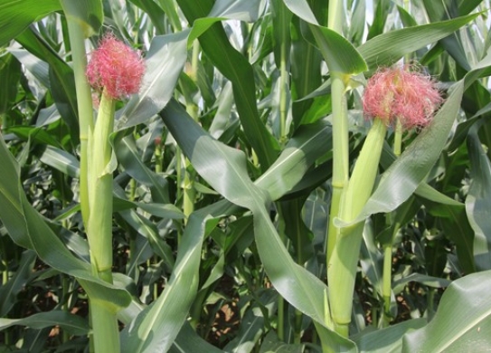 1101（暂定代号）