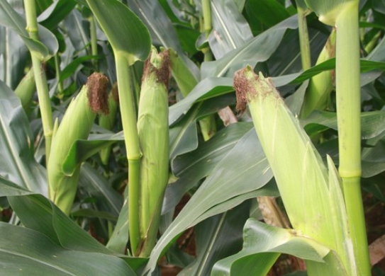 DL1705（暂定代号）