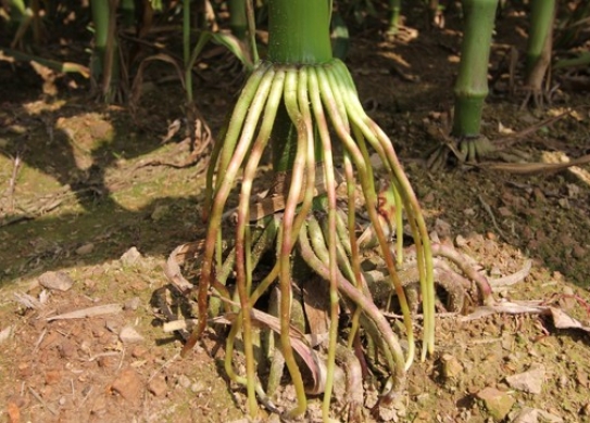 雷育958（暂定名）