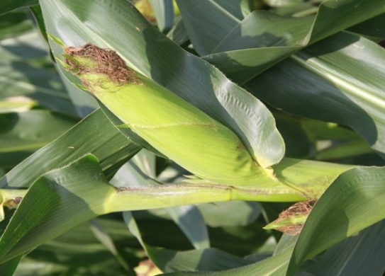 雷育1901（暂定名）