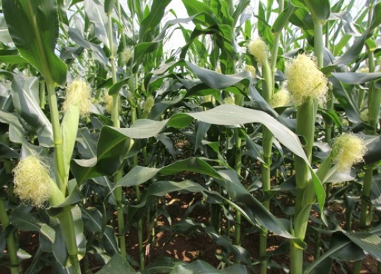 雷育999（暂定名）