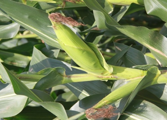 雷育1903（暂定名）