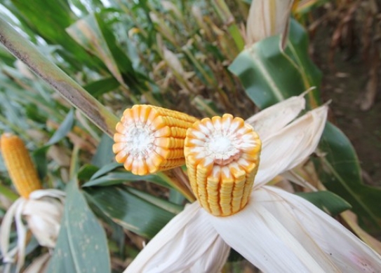 雷育1921（暂定名）