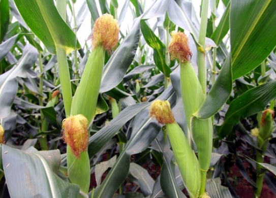 良科2000（暂定名）