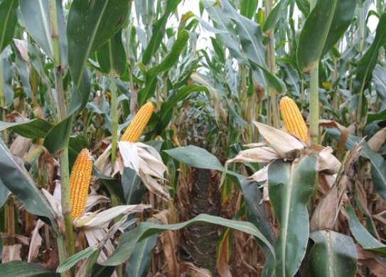 良科1921（暂定名）