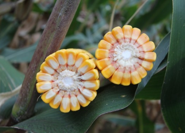 DL1335（暂定代号）