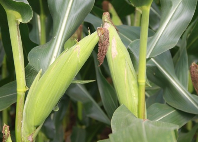 雷育1922（暂定名）