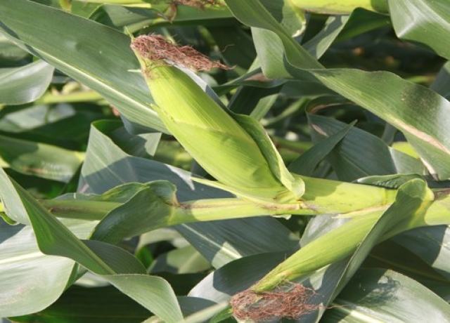 雷育1903（暂定名）