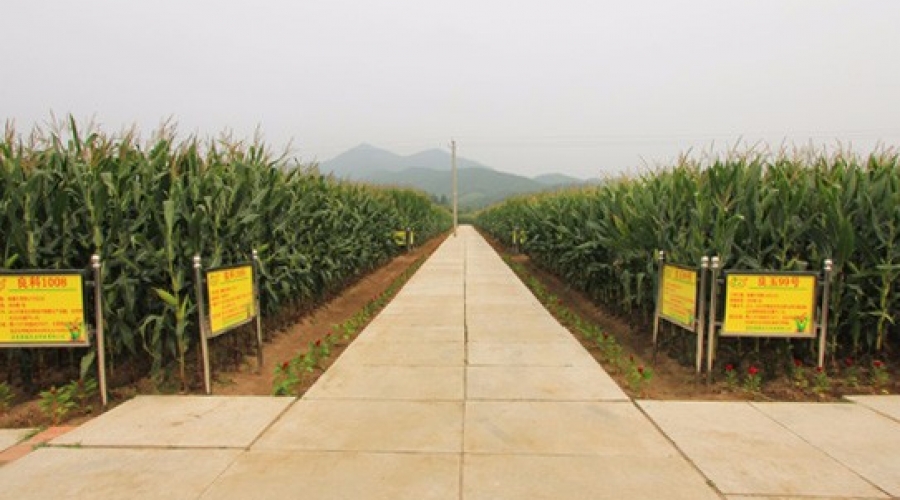 玉米繁育基地