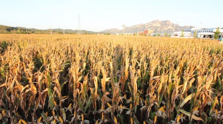 玉米繁育基地